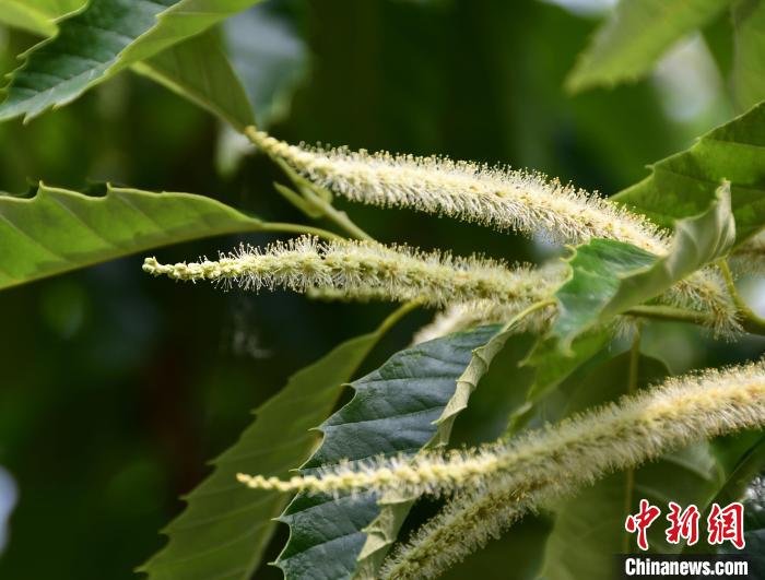 毛茸茸的栗花。　郝云崎 攝