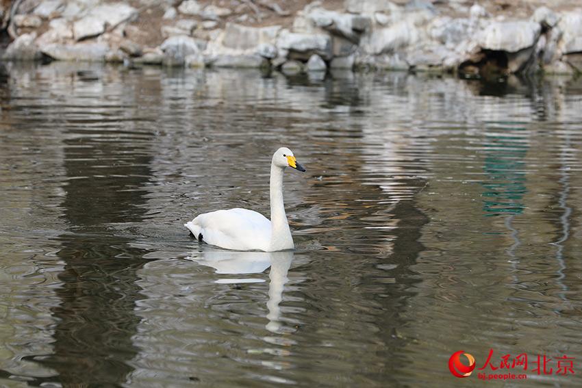 北京動物園水禽湖上，水鳥游弋其中，傳遞春的消息。人民網 尹星云攝