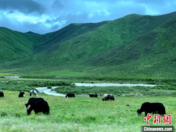 三江源腹地久治生態畜牧業發展帶動牧民增收