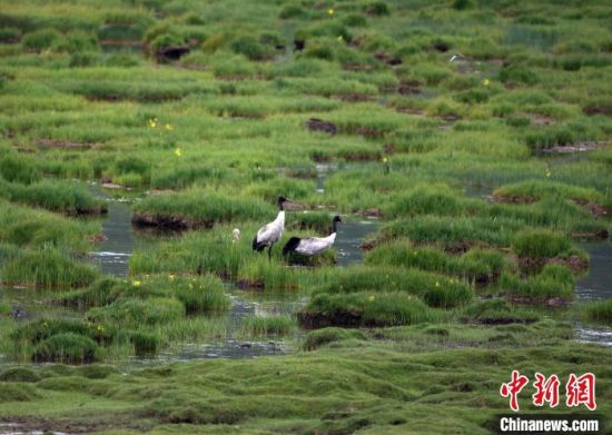 圖為祁連山國家公園青海片區內的黑頸鶴。　祁連山國家公園青海省管理局供圖 攝