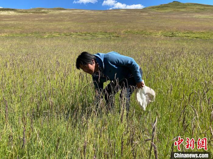 圖為多智正在自家牧場中撿垃圾。　李江寧 攝