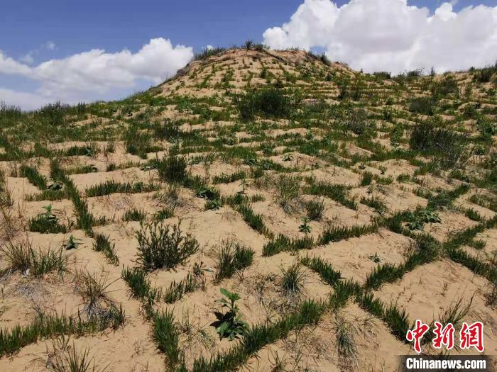 青海湖流域沙化土地綜合治理技術集成示范