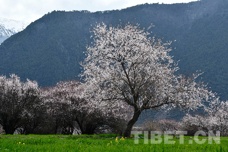 林芝雅魯藏布大峽谷景區桃花盛開攝影：王媛媛.jpg