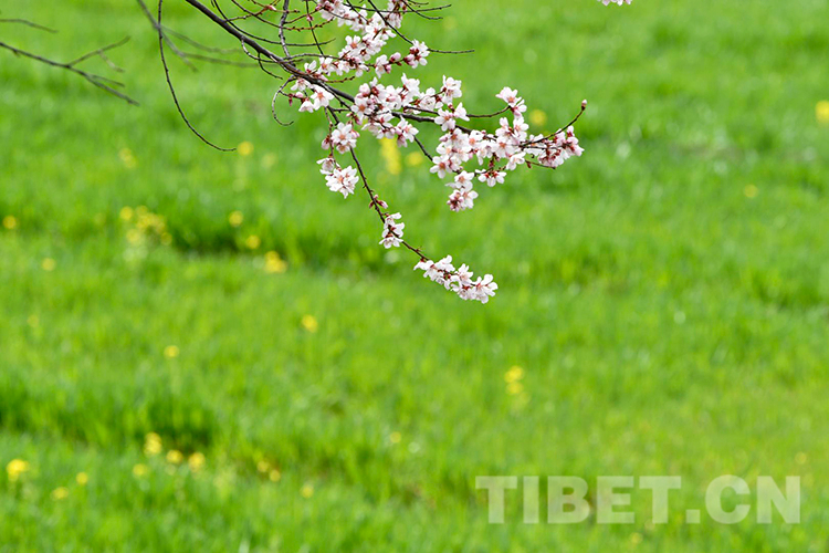 林芝雅魯藏布大峽谷景區桃花盛開（資料圖）攝影：王媛媛.jpg