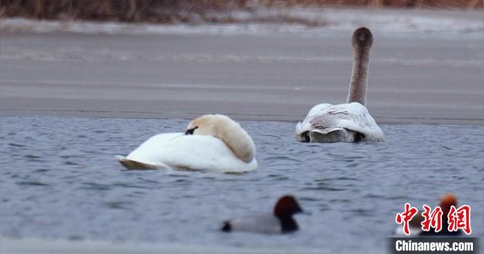 圖為疣鼻天鵝水面休憩。　青海國家公園觀鳥協會供圖 攝