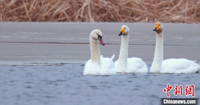 圖為疣鼻天鵝與大天鵝。　青海國家公園觀鳥協會供圖 攝