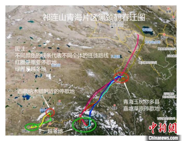 祁連山國家公園青海片區成黑頸鶴種群發展延續的重要區域