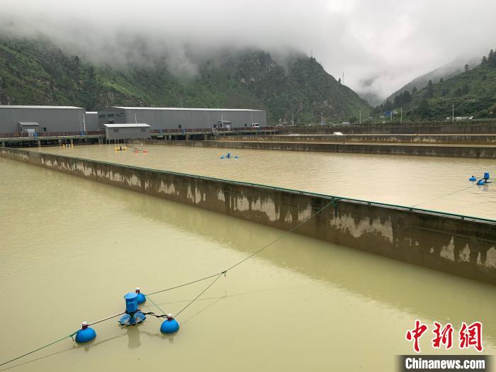 喜馬拉雅南麓養鮭魚