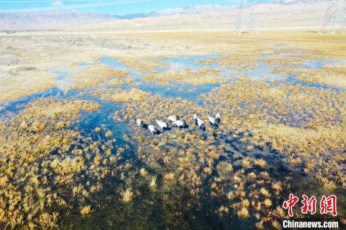 圖為一群黑頸鶴在濕地中央行走。　卡美燕 攝