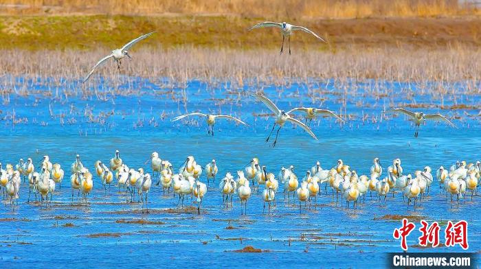 沿海濕地，鳥類天堂。　鹽城市委宣傳部供圖