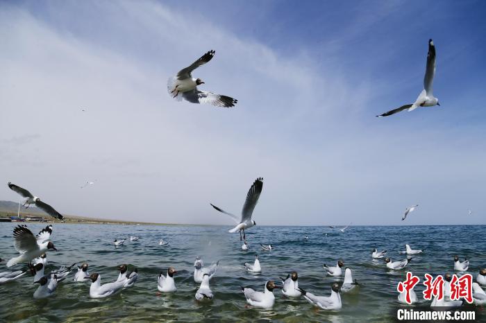 圖為水鳥在青海湖飛翔?！●R銘言 攝