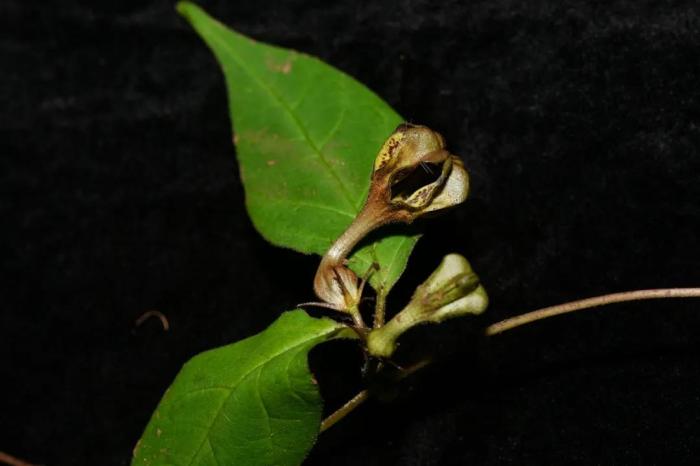 科研人員在西藏發現吊燈花屬新種——吉隆吊燈花