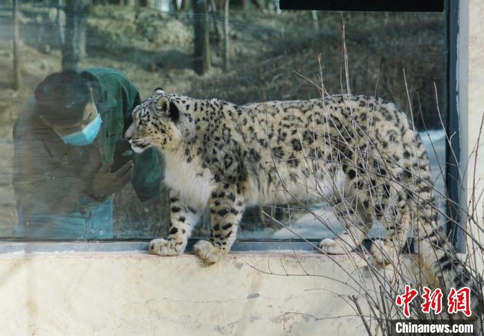 青藏高原野生動(dòng)物園的雪豹“奶爸”