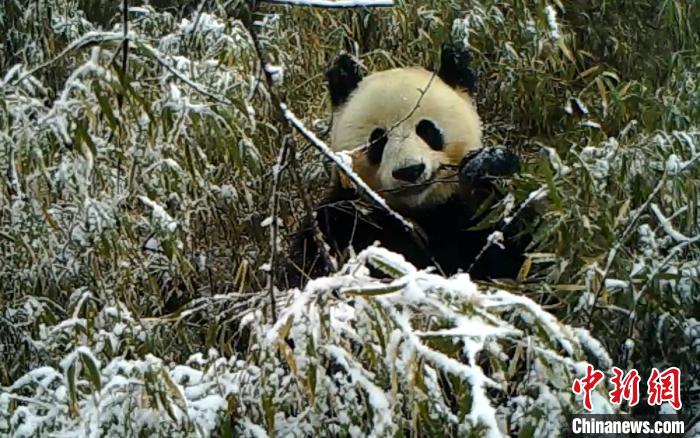 四川寶興：野生動物影像“大集合”