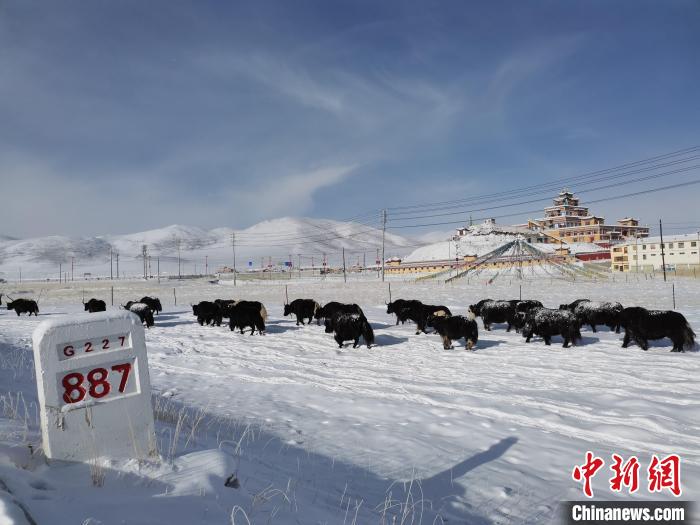 氣候濕冷致青海2月平均氣溫創2009年以來同期最低