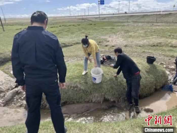 青海湖環湖地區干部群眾共同救助擱淺青海湖裸鯉