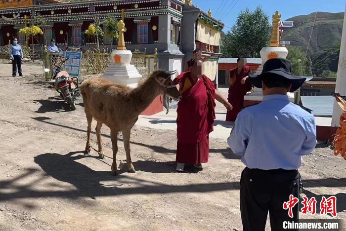 青海警方成功救助國家一級保護動物白唇鹿