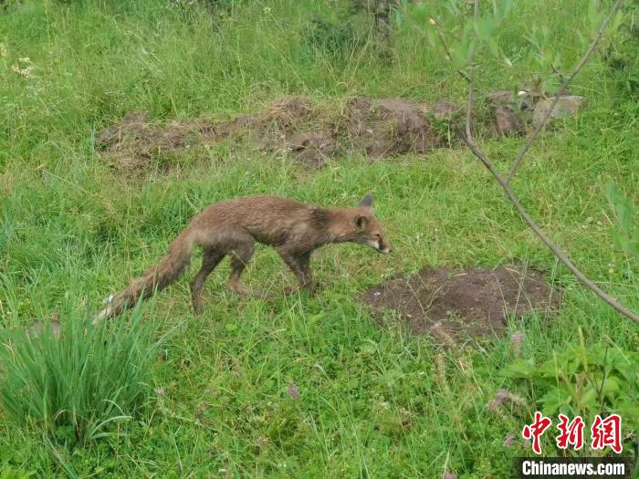 青海互助警方救助國家二級保護(hù)野生動物赤狐