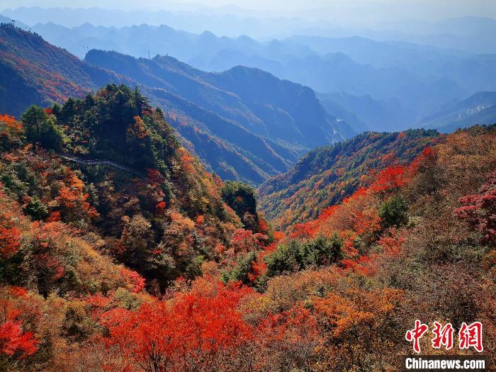 巴山大峽谷漫天紅葉?！埰?攝