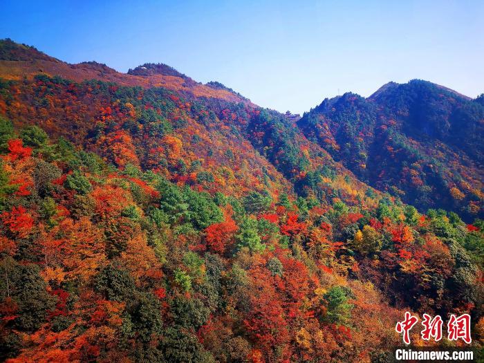 巴山大峽谷漫天紅葉?！埰?攝