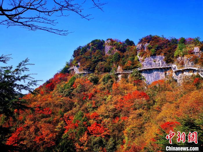 巴山大峽谷漫天紅葉。　張平 攝