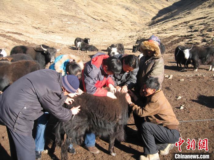 資料圖為研究團隊在青南高原地區開展了牦牛寄生蟲病流行病學和防治技術研究。　 青海省畜牧獸醫科學院供圖