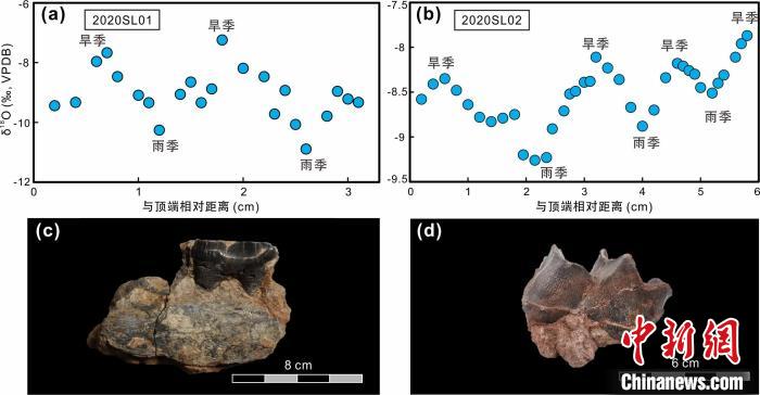 本次研究中的犀牛牙齒化石及氧同位素特征。　中科院青藏高原所 供圖