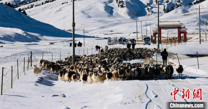 圖為村民在雪地上放牧。　都蘭縣融媒體中心供圖