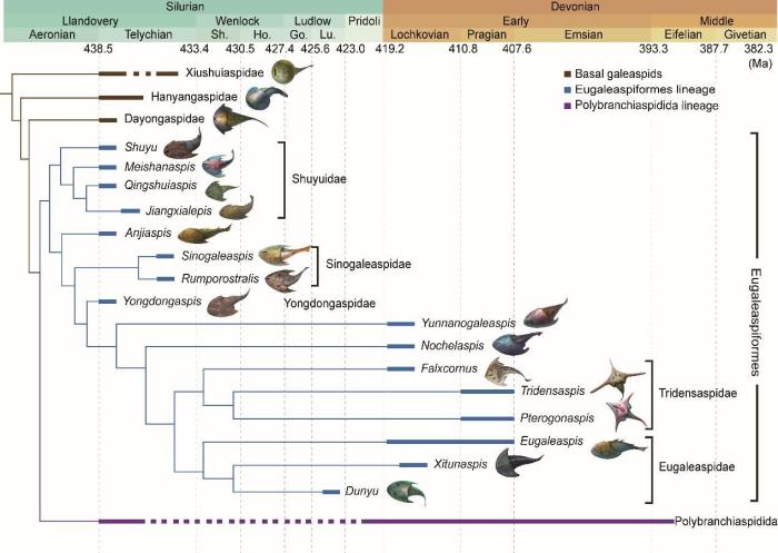 盔甲魚類的系統(tǒng)發(fā)育關(guān)系及地史分布。　中科院古脊椎所 供圖