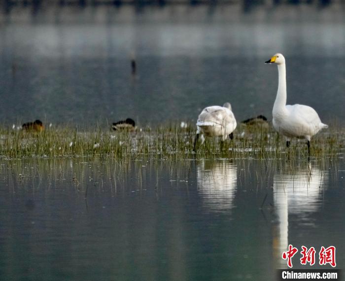 圖為一只大天鵝四處張望。　李玉峰 攝