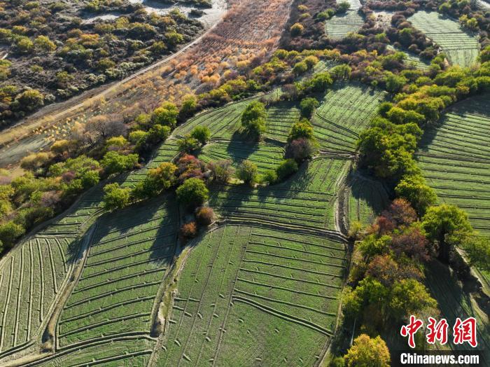 圖為11月8日，雅魯藏布江畔的高原梯田。　董志雄 攝