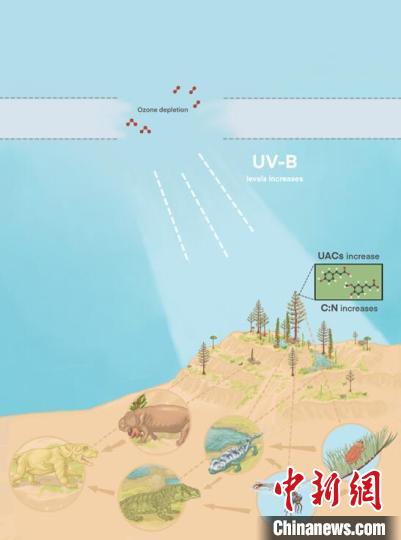 臭氧層破壞引起的紫外線輻射增加對陸地食物鏈的影響。　南古所 供圖