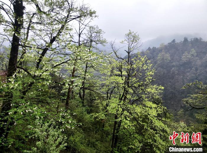 珙桐花朵潔白素雅，與青山雨霧融為一體。　呂楊 攝