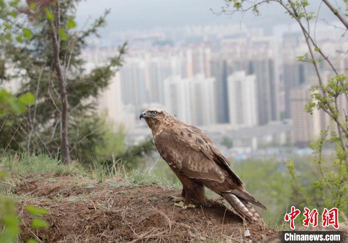 西寧“愛鳥周”被救護野生動物放歸自然