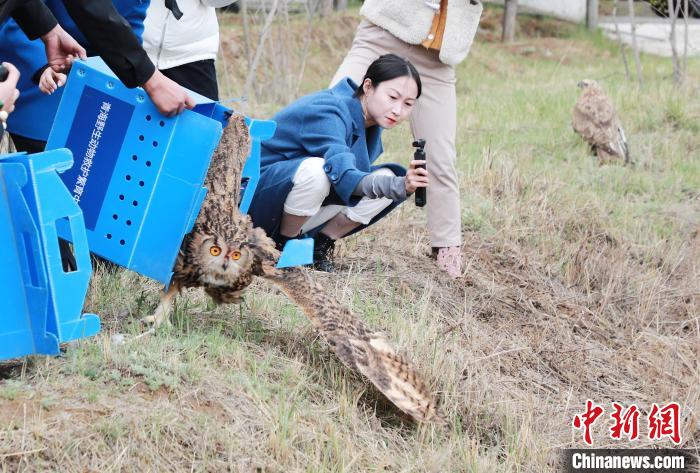 圖為西寧野生動物園救護的雕鸮在西寧市放歸大自然?！●R銘言 攝