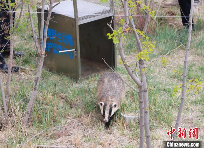 圖為西寧野生動物園救護的狗獾在西寧市放歸大自然?！●R銘言 攝