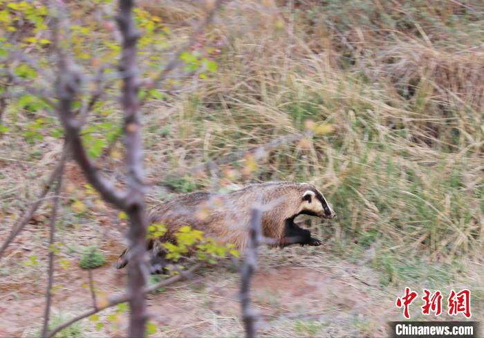 圖為西寧野生動物園救護的狗獾在西寧市放歸大自然。　馬銘言 攝