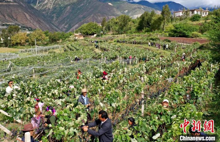 昌都芒康縣依托“兩江流域”干熱河谷地帶地理優勢將康巴蜜橘、蘋果、甜石榴、葡萄、蜜桃等經濟林木種植。　昌都市芒康縣委宣傳部供圖