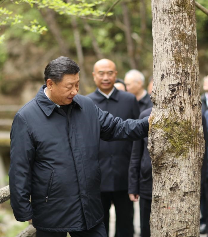 2020年4月20日，中共中央總書記、國家主席、中央軍委主席習近平在陜西考察調研。這是習近平在位于商洛市柞水縣的秦嶺牛背梁國家級自然保護區，考察秦嶺生態保護情況。 新華社記者 鞠鵬 攝