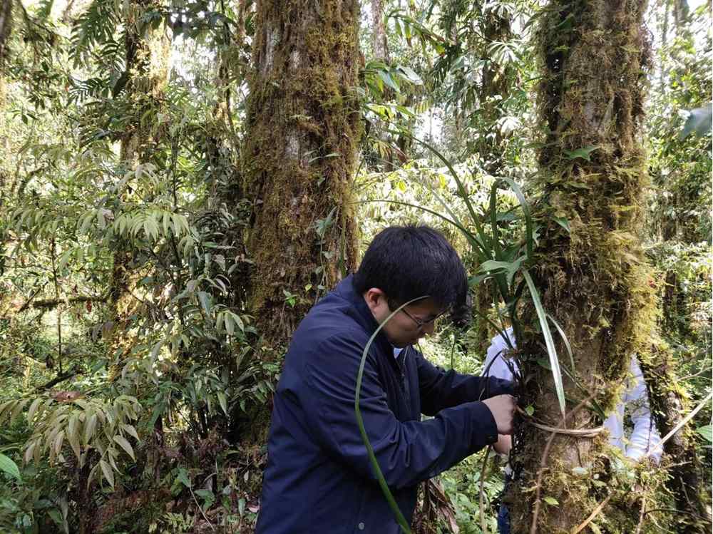 蘭花歸野。圖片由山水自然保護中心提供