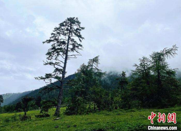 6月10日，魯朗小鎮高山牧場景區風光。　冉文娟 攝