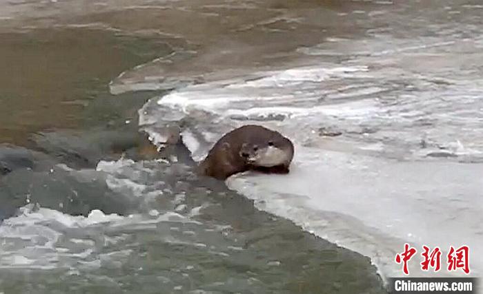 冰面上的國家二級保護動物小爪水獺。視頻截圖