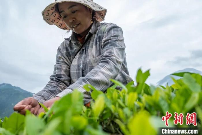 圖為墨脫縣背崩鄉門巴族民眾采摘茶葉。