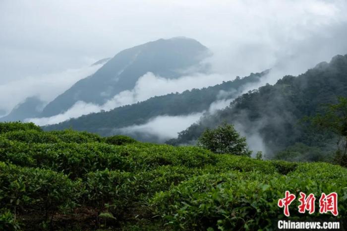 墨脫縣背崩鄉的高山茶場。