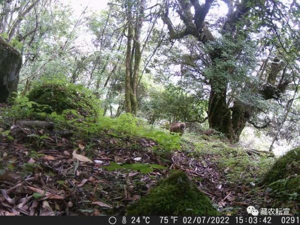 西藏色季拉山發現雪豹、白頰獼猴等多種珍稀野生動物