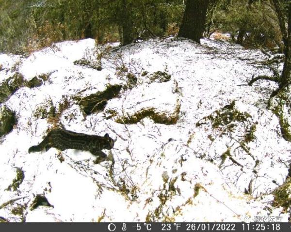 西藏色季拉山發現雪豹、白頰獼猴等多種珍稀野生動物