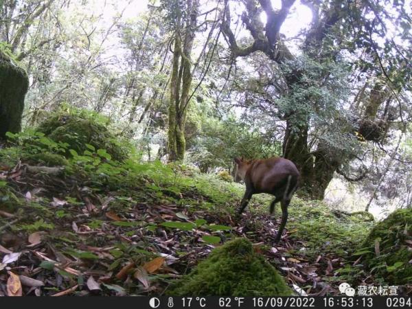 西藏色季拉山發現雪豹、白頰獼猴等多種珍稀野生動物