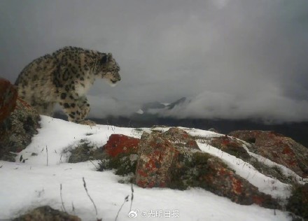 西藏聶榮縣首次監測到雪豹活動