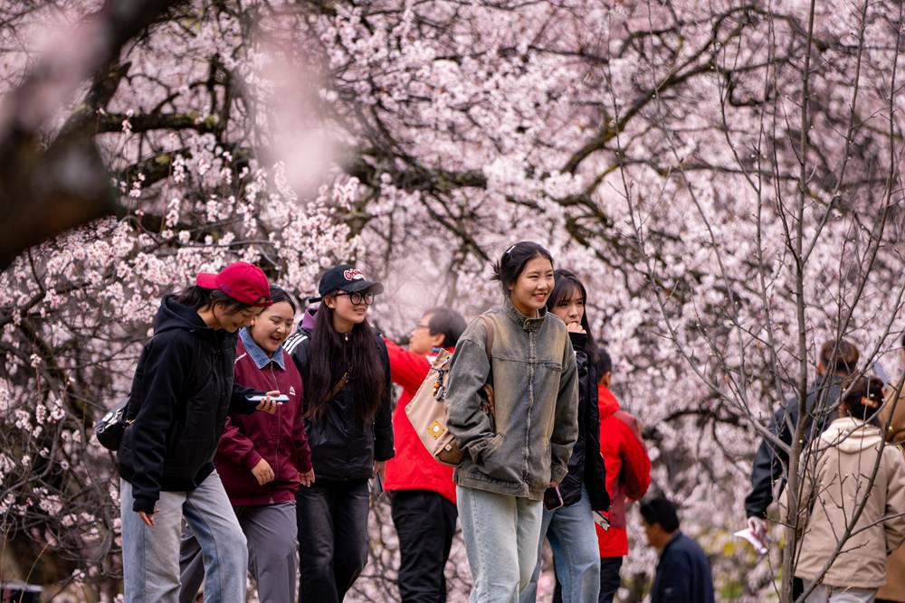 桃花盛開惹人醉，八方游客賞花來。徐馭堯攝