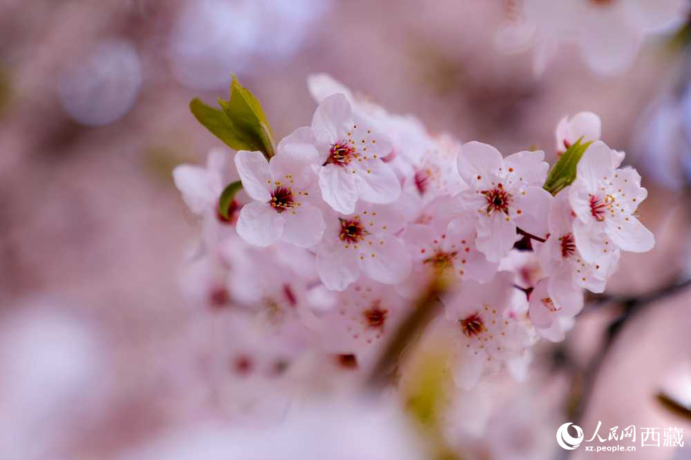 桃花盛開惹人醉。人民網(wǎng)記者 次仁羅布攝